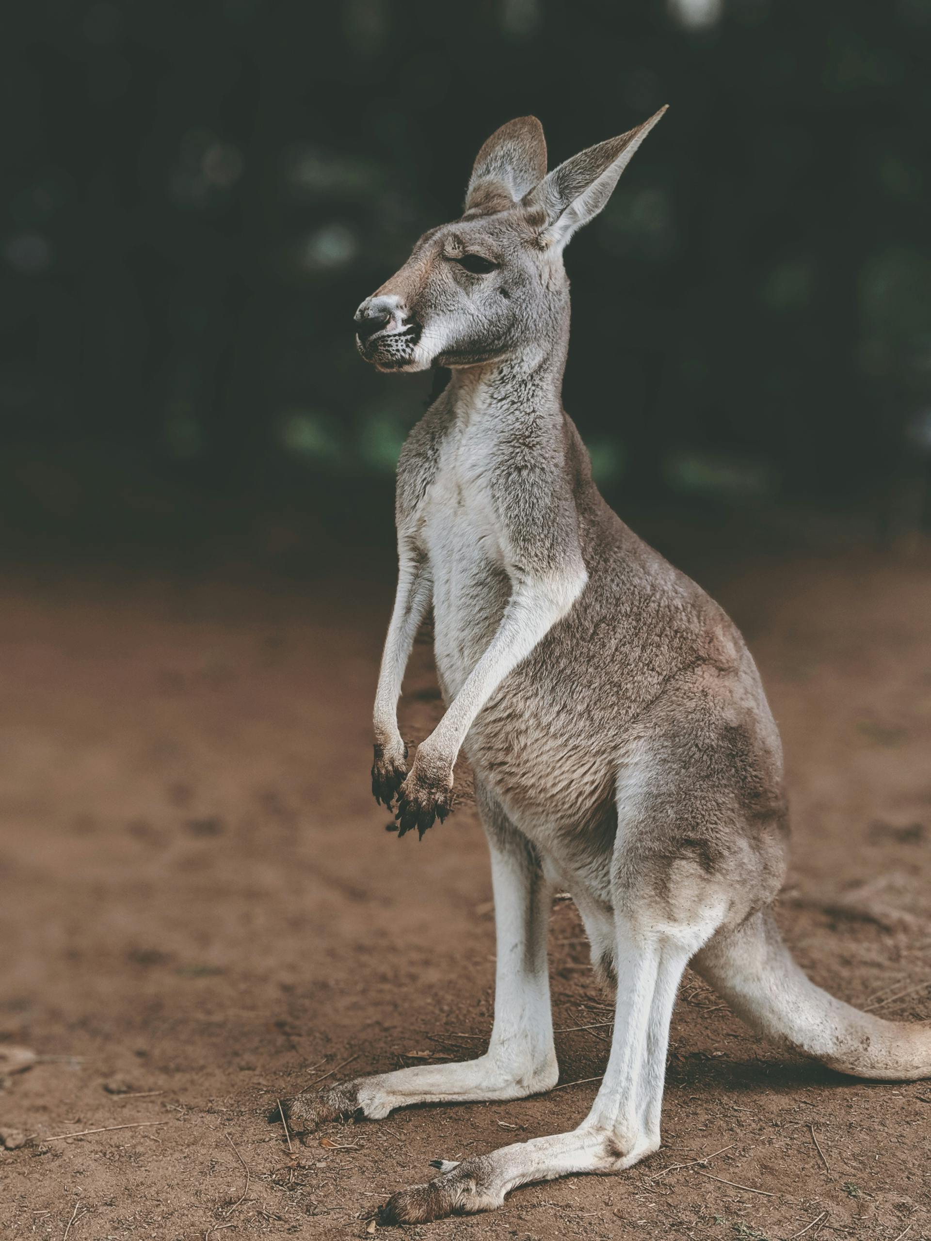 A kangaroo standing in an Australian wildlife setting, showcasing its natural beauty.