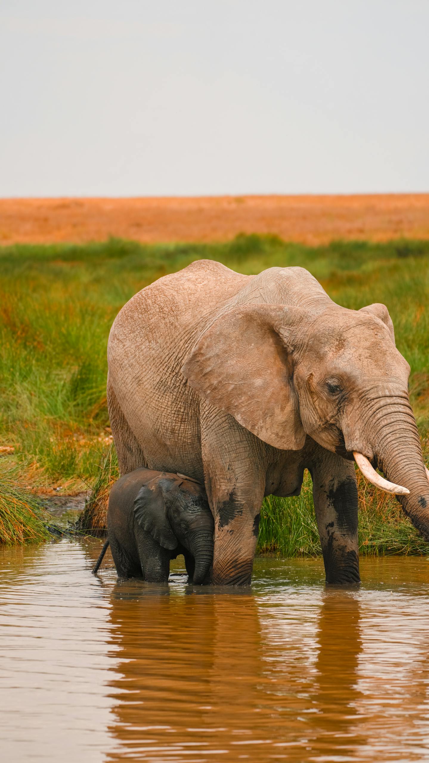 A serene scene of a mother elephant and her calf at a waterhole in Tanzania.