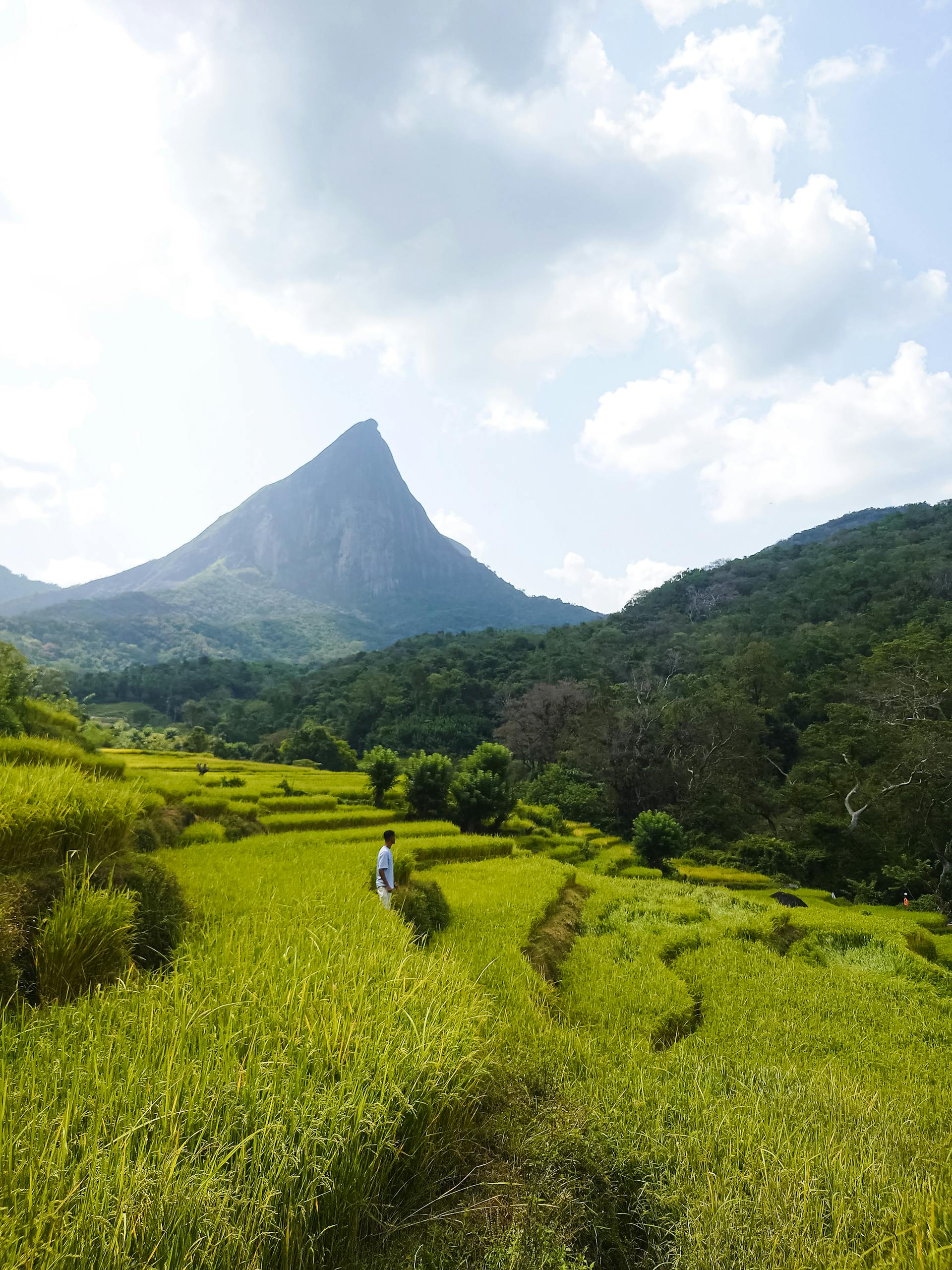 Lush green paddy fields with a distant mountain in Meemure, Central Province, Sri Lanka.