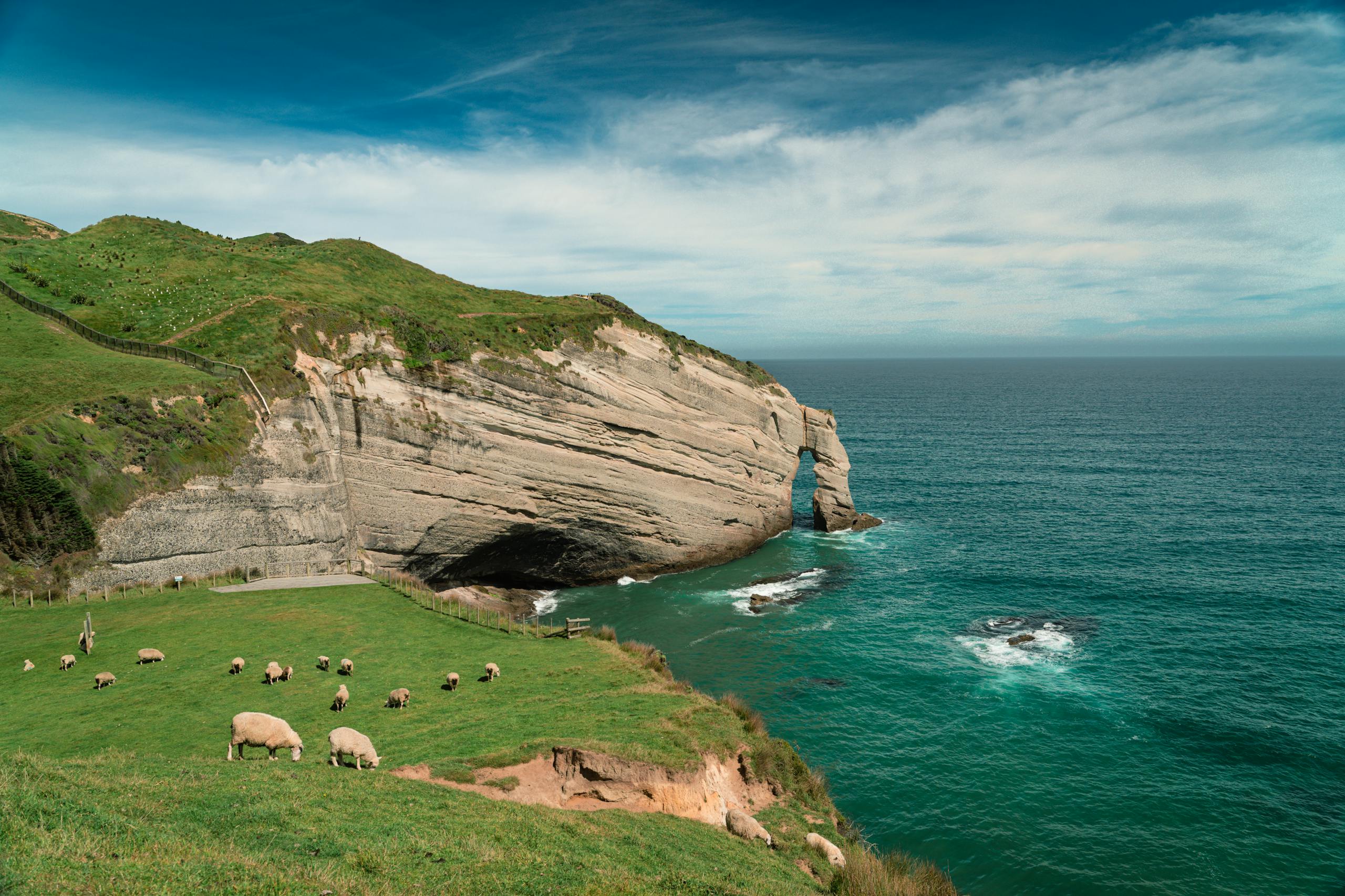Picturesque view of Wharariki Beach with sheep grazing and an iconic sea arch.