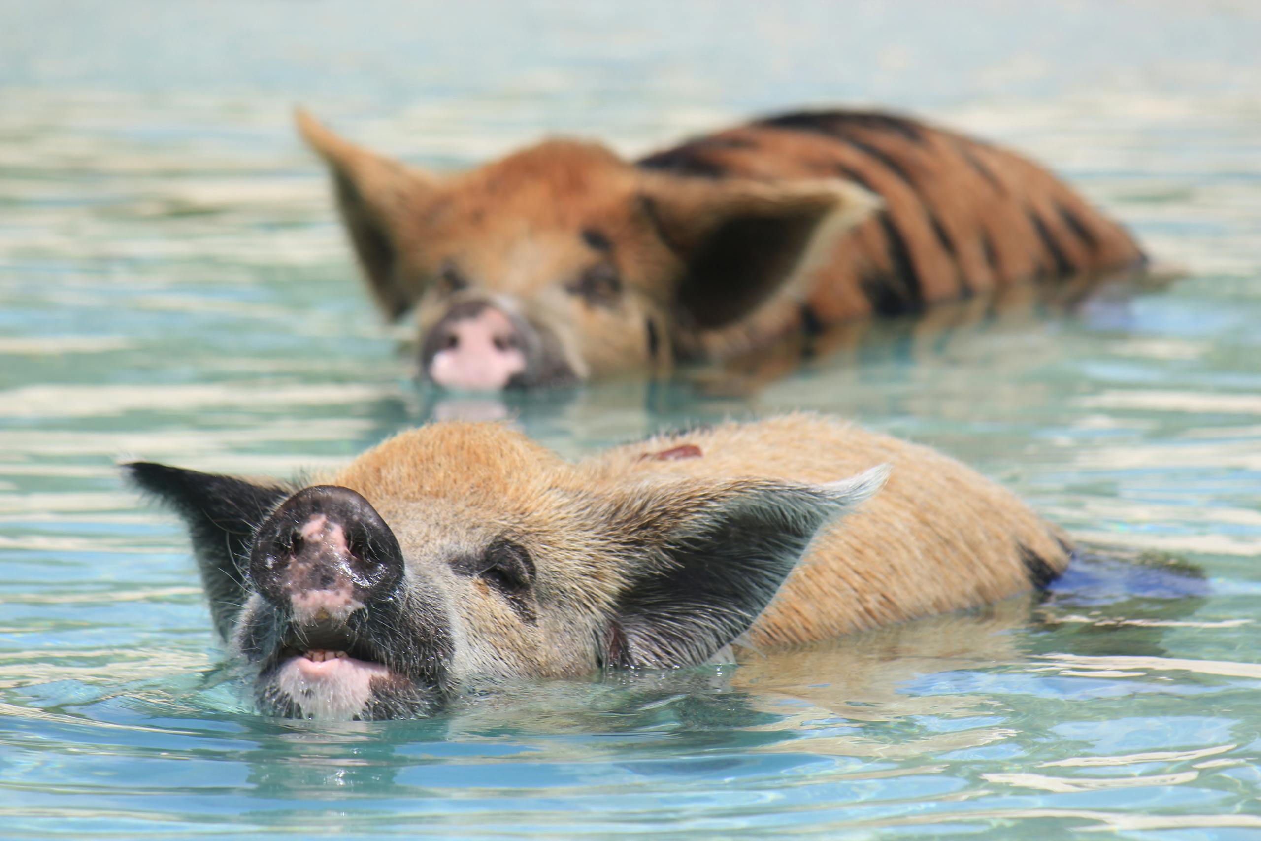 Playful kunekune pigs swimming in the clear turquoise waters of The Bahamas.