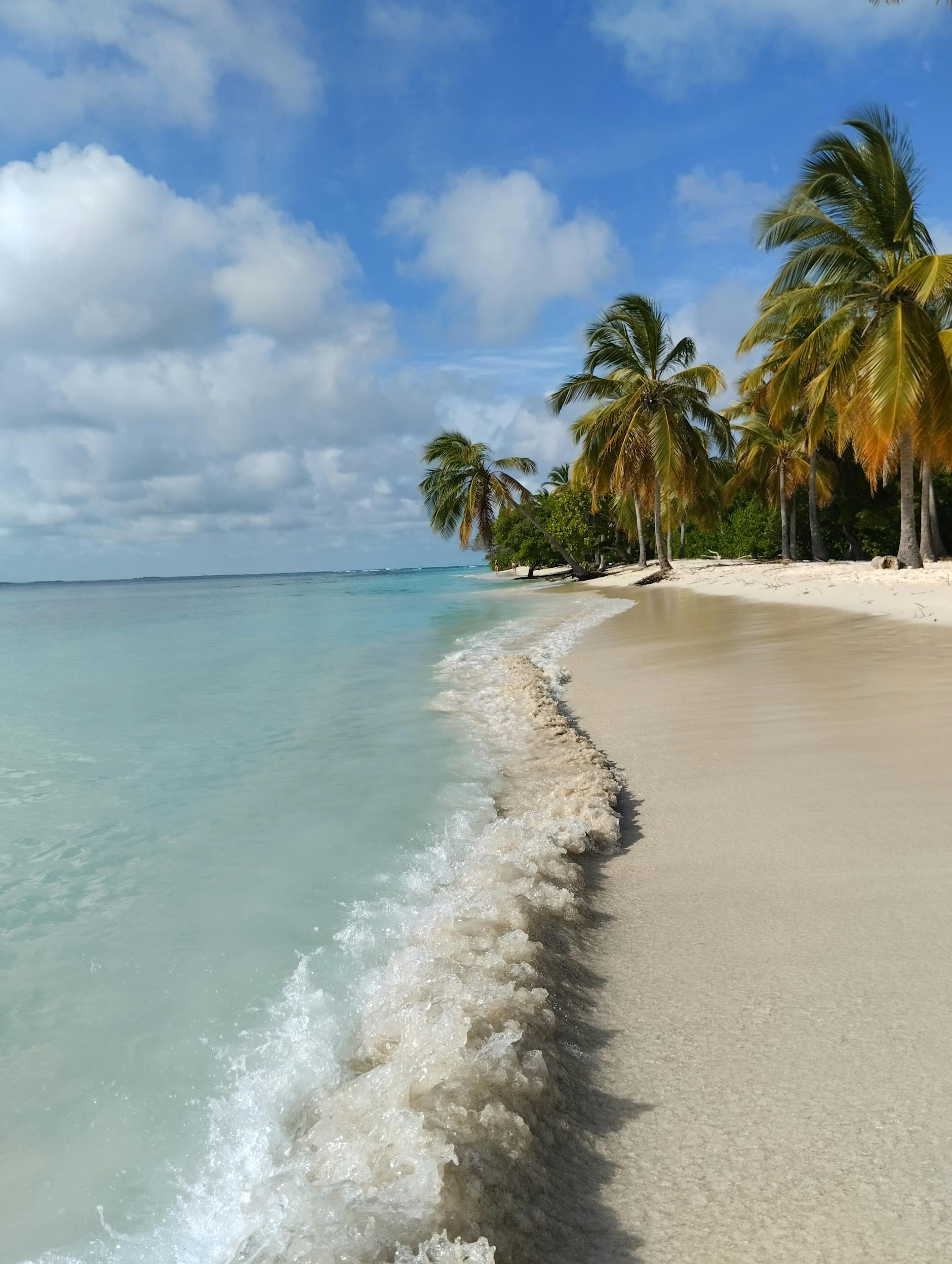 Scenic tropical beach in Falcón, Venezuela with palm trees and gentle ocean waves. Perfect travel destination.