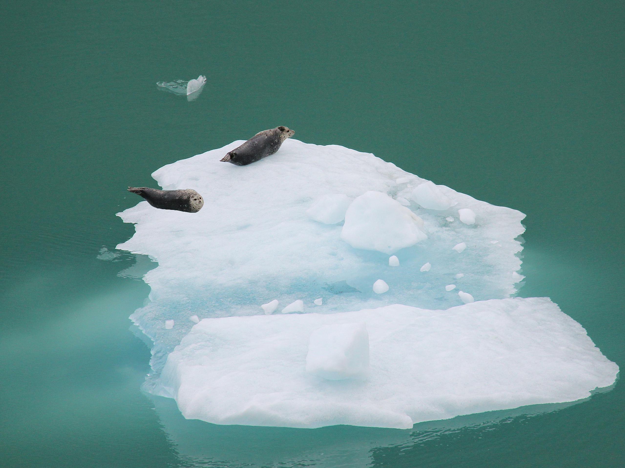 Two seals bask on a floating iceberg in the serene Alaskan waters.