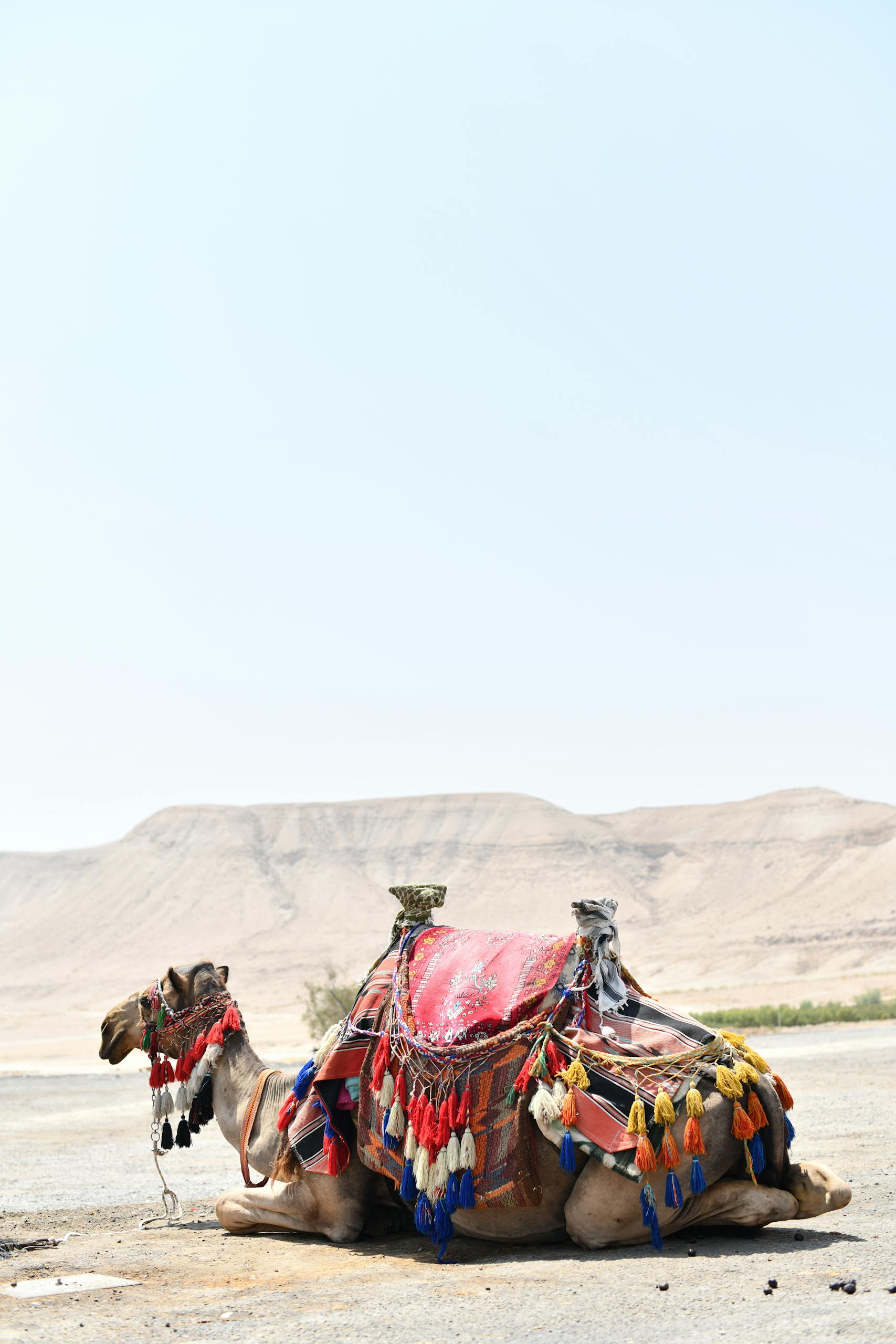 A colorfully adorned camel resting in the arid Negev Desert, Israel.