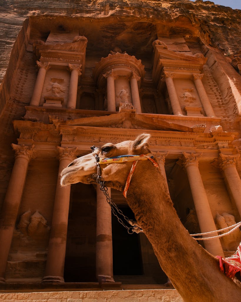 A majestic camel stands before the ancient Al-Khazneh treasury in Petra, Jordan.