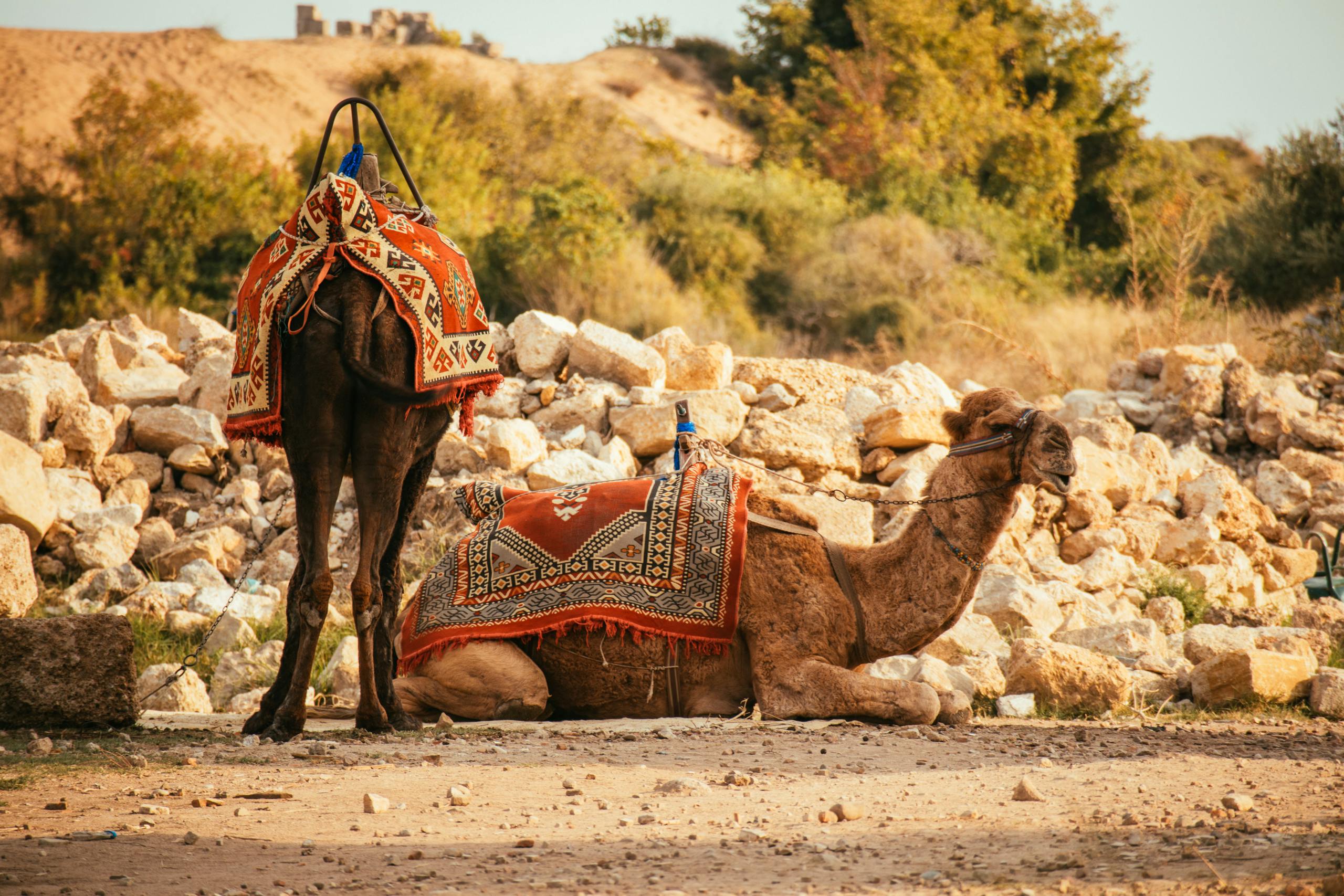 A pair of saddled camels resting among ancient ruins in Side, Antalya, Türkiye, on a sunny day.
