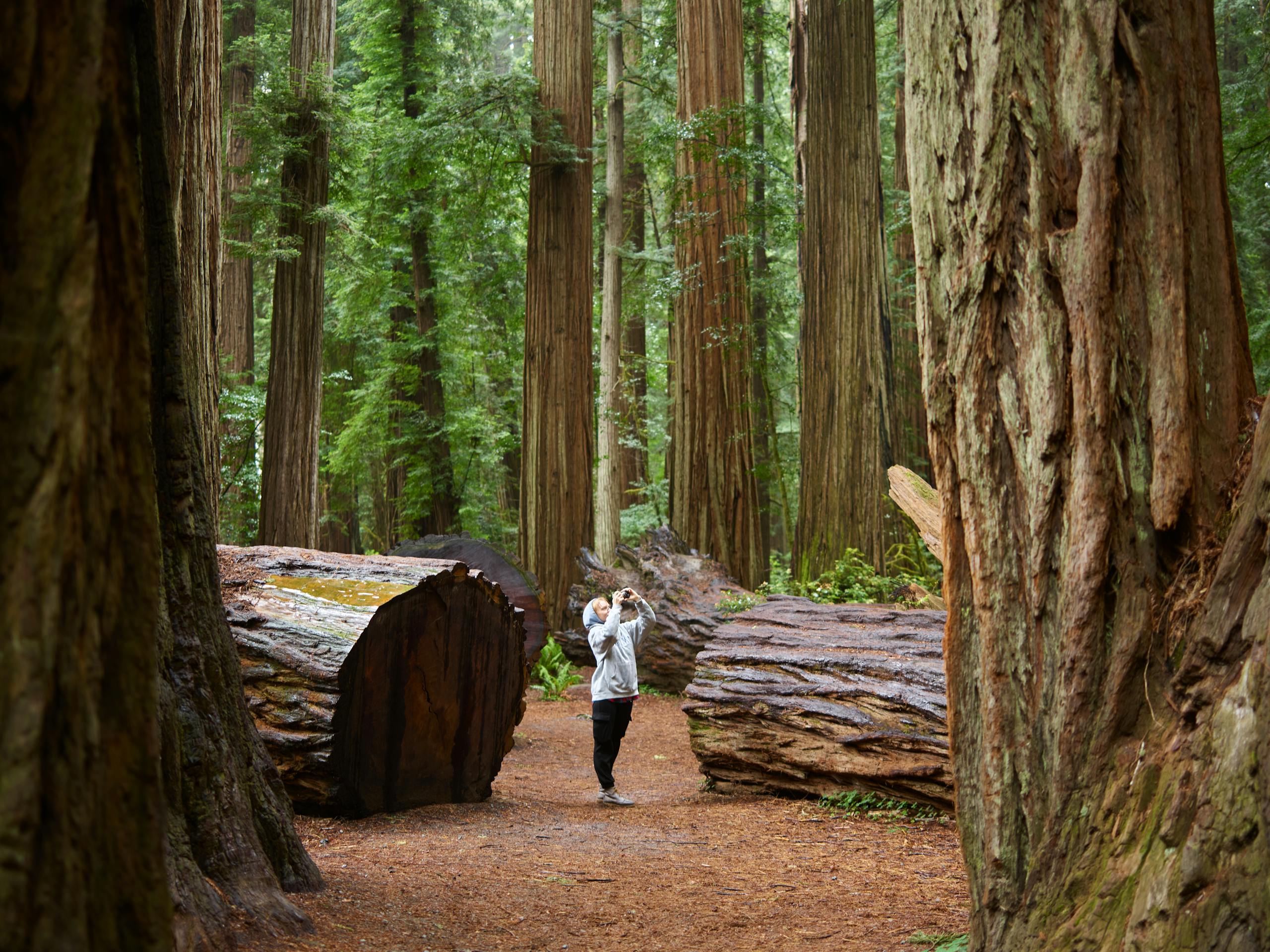 A person takes photos in a tranquil forest surrounded by towering trees.
