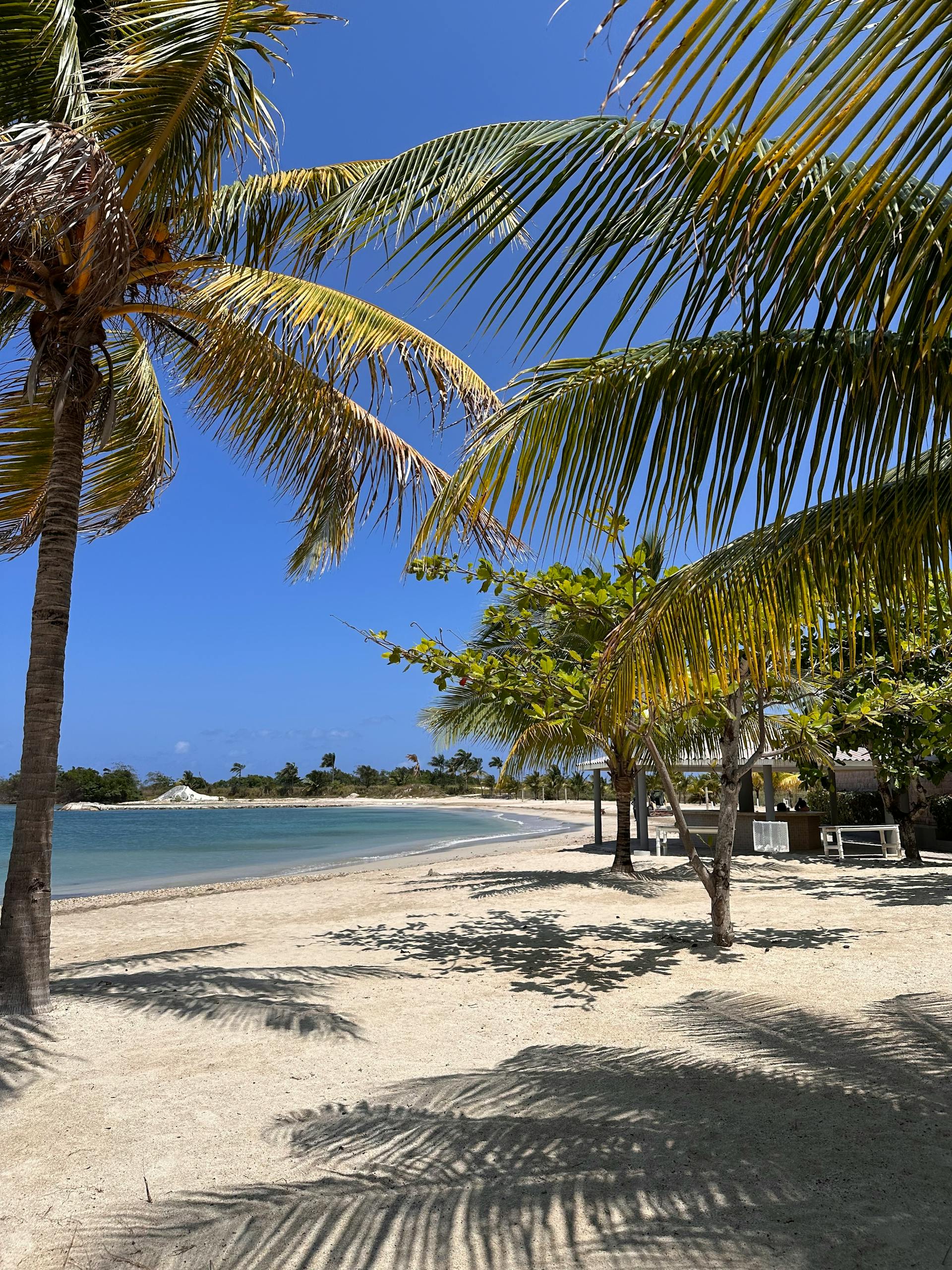 Discover a serene tropical beach in Jamaica with palm trees and clear blue waters.