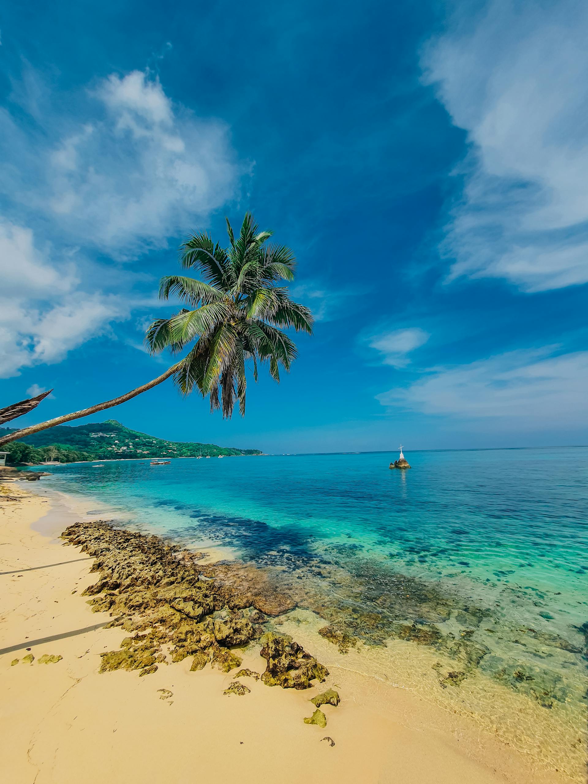 Discover tranquility on a tropical beach with swaying palm trees and a serene sailboat in turquoise waters.