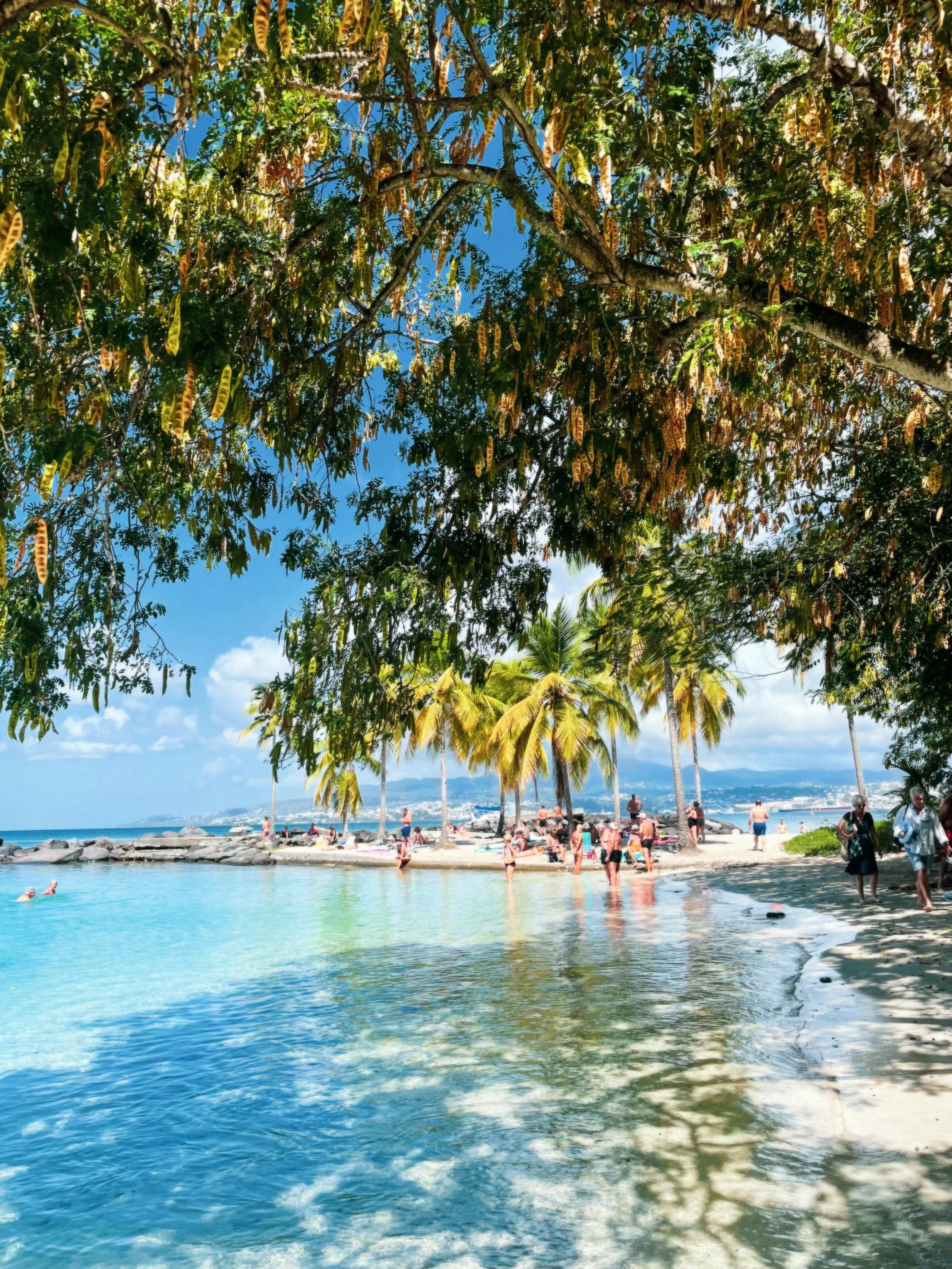 Idyllic tropical beach in Martinique with palm trees and clear blue water.