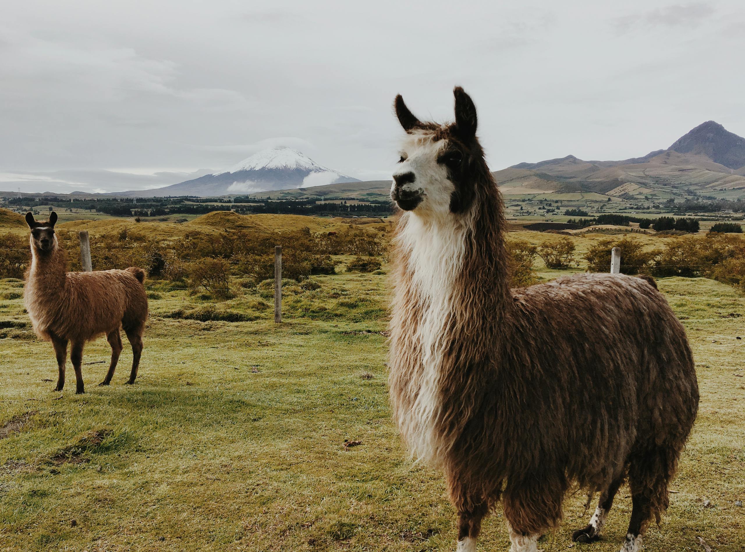 Llamas graze in the Andean highlands, showcasing stunning mountainous landscapes.