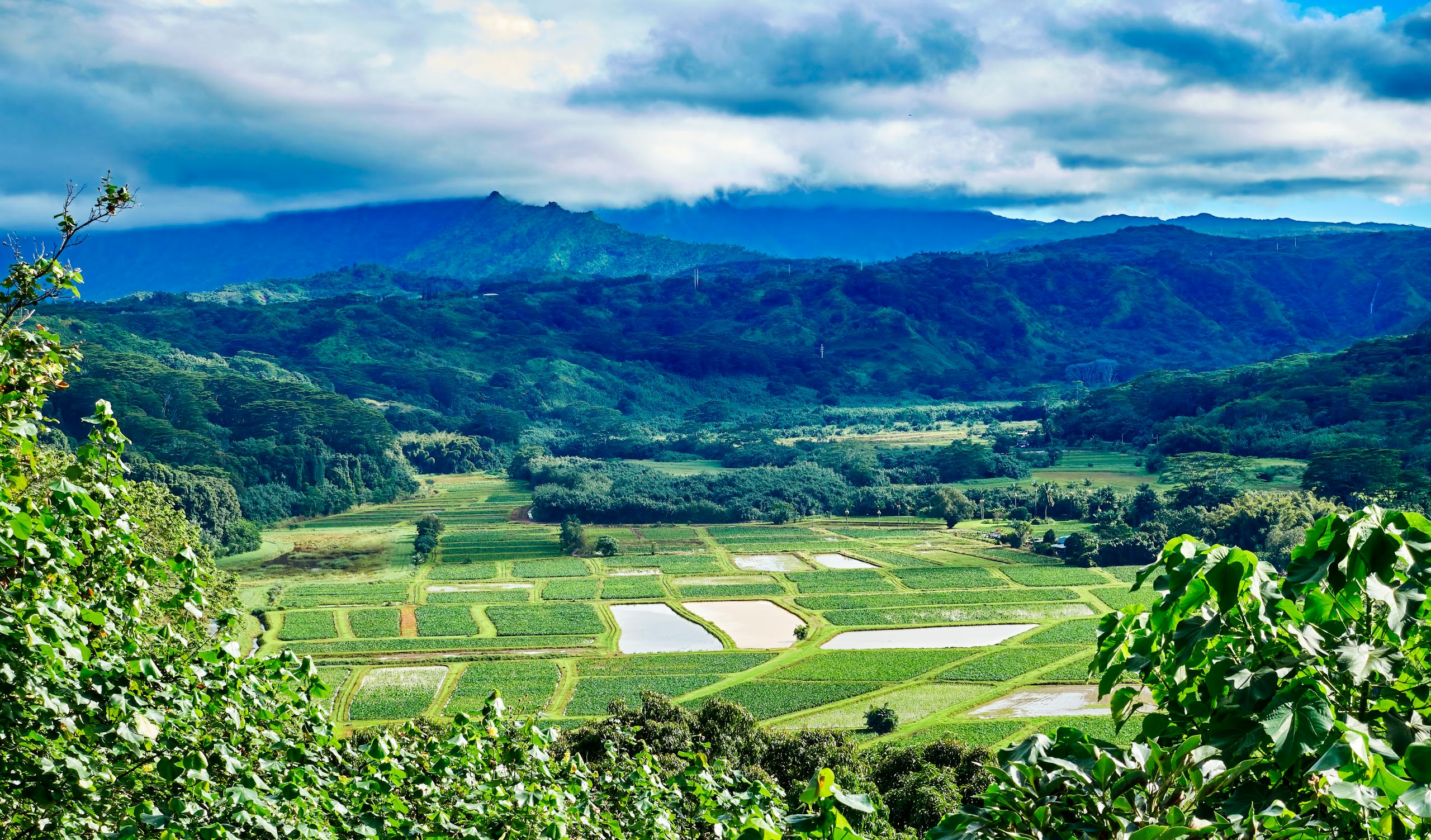 Lush green landscapes and terraced fields in Hanalei Valley, Hawaii under a blue sky.