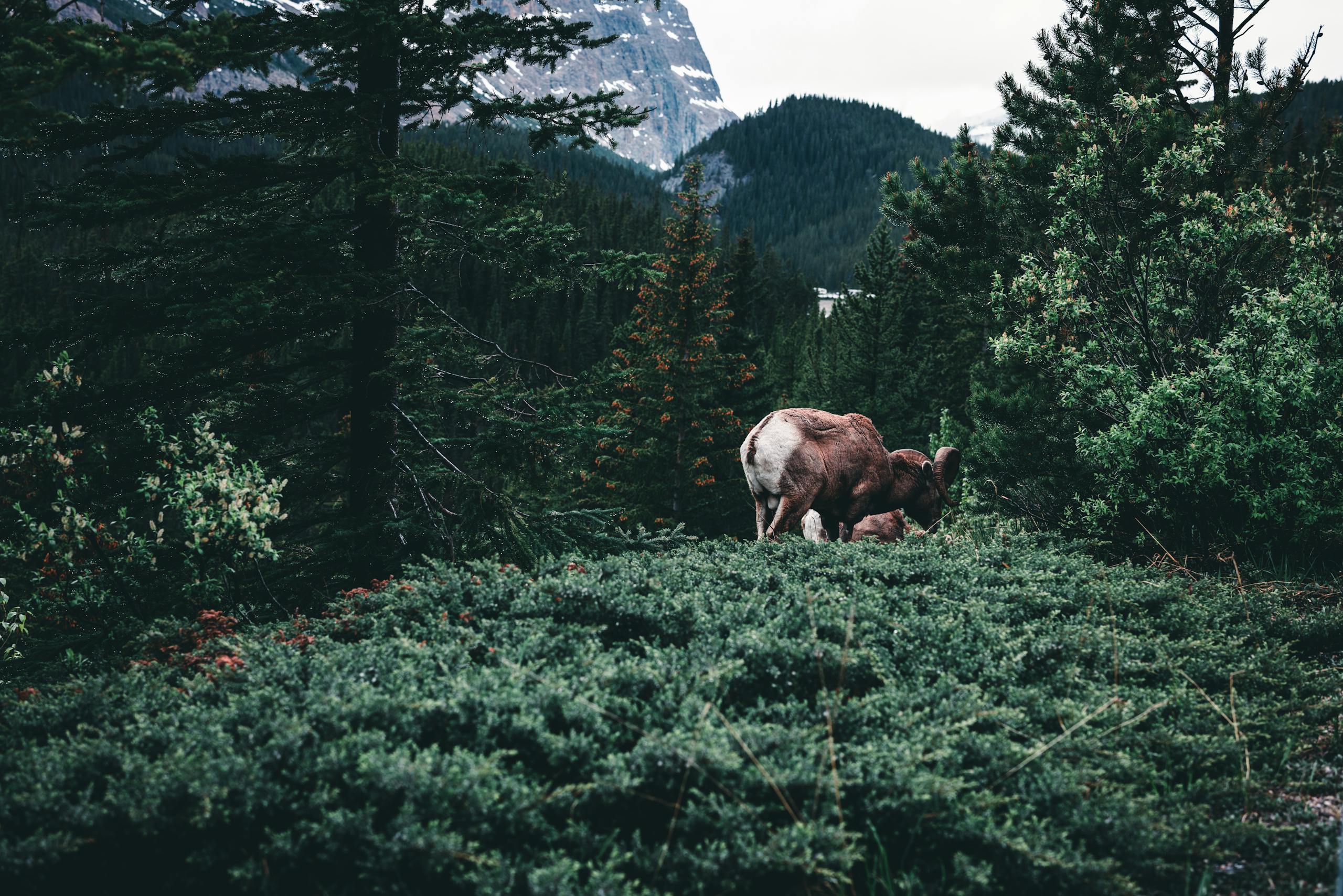 Mountain goat grazing in Jasper National Park, surrounded by lush greenery and mountains.