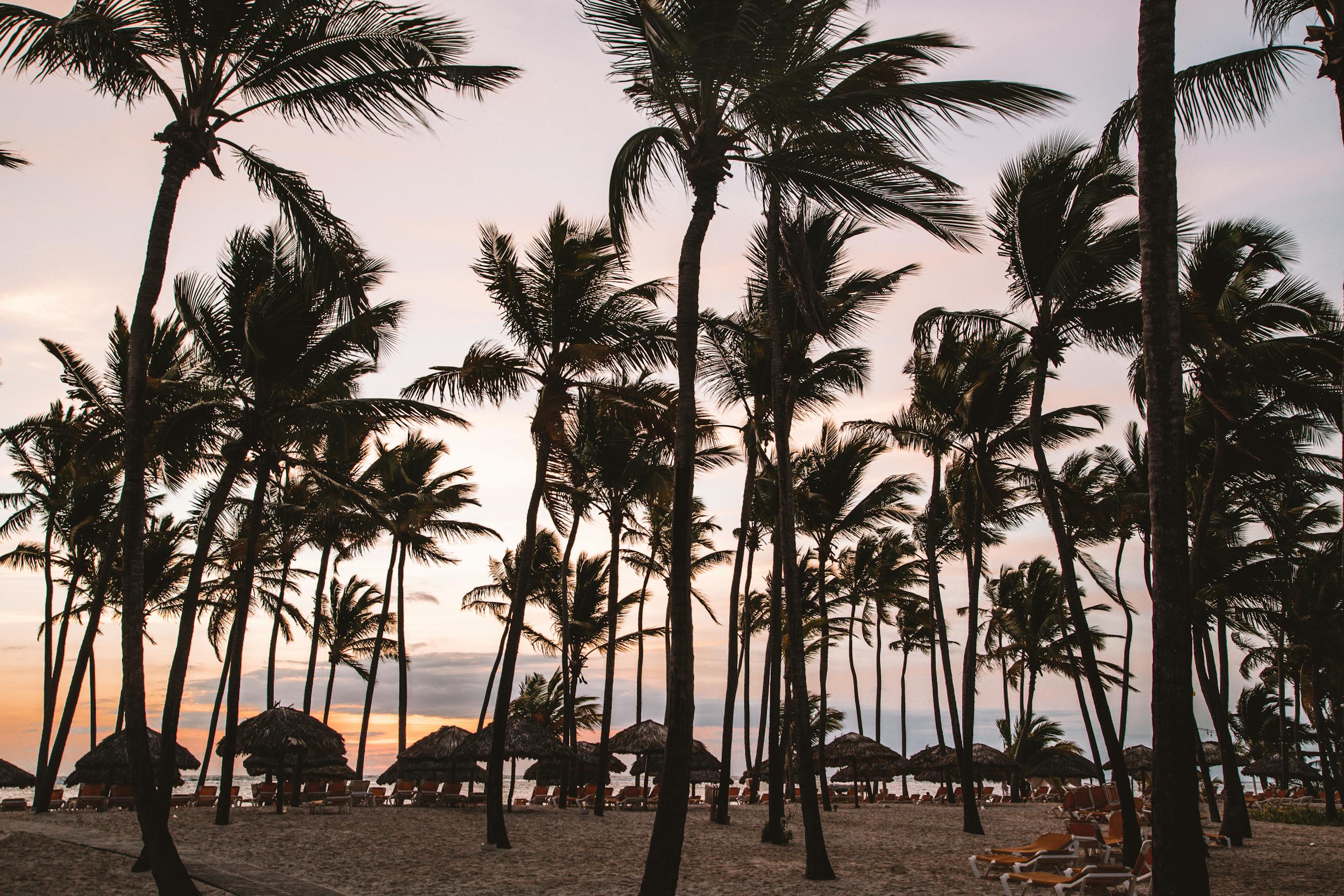 Palm trees silhouetted against a stunning Punta Cana sunset on a serene beach.