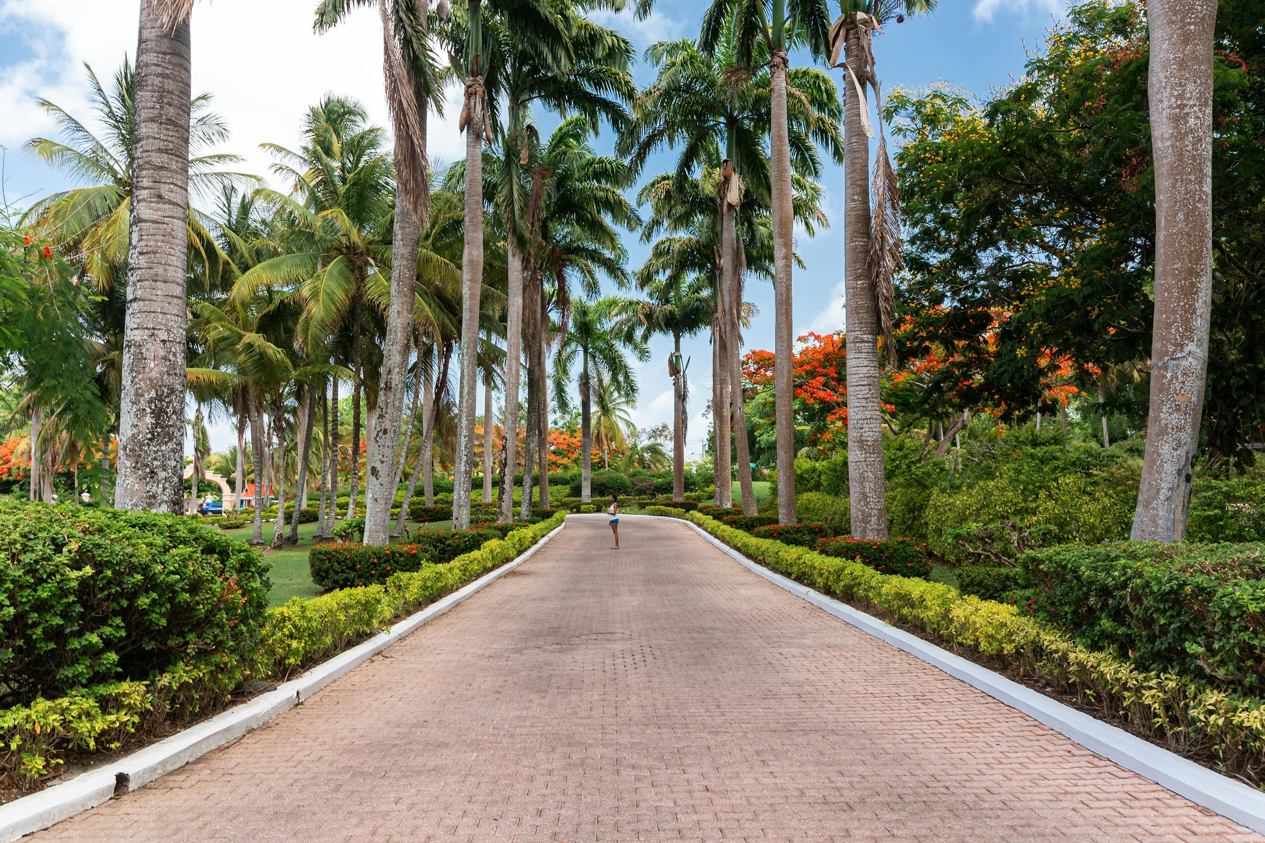 Scenic pathway with tall palm trees in Bon Accord Village, Tobago, perfect for a tropical getaway.